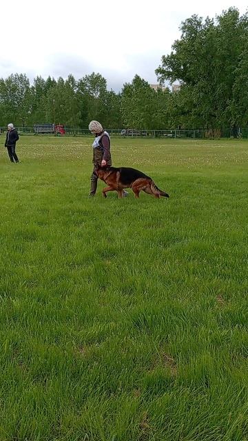 OKAIDO v. Fichtenschlag - №4. КЧК КРАСНОЯРСК 31 мая`25 Л.Лазарева Моно немецких овчарок