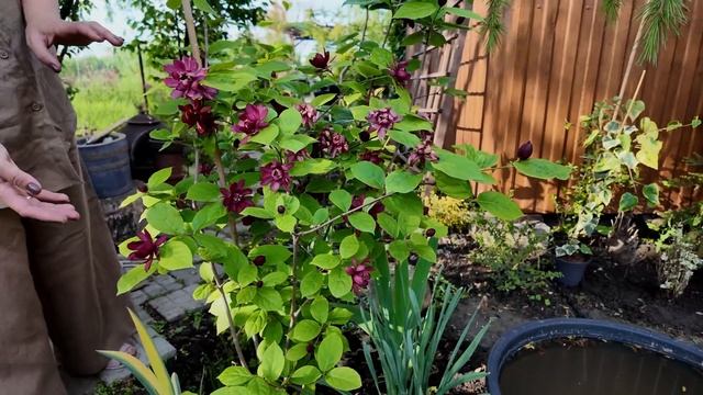 БУК ТРИКОЛОР ВО ВСЕЙ КРАСЕ \ Бигнония цветет \ ЦВЕТУЩИЙ смотреть онлайн