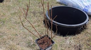 Посадка голубики в тазы - сезон 2025