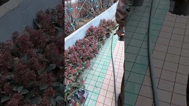 Перезимовавшие растения нашего переднего дворика Агр