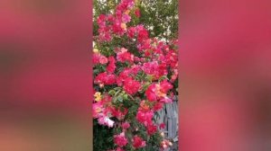 Цветет плетистая роза Полька-бабочка