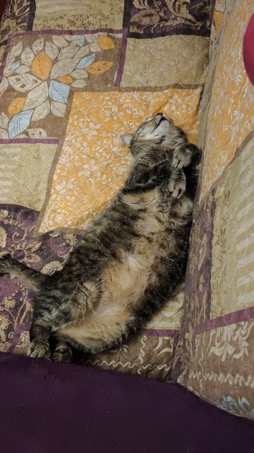 Заяц или кошка.
Всех с праздником от меня и Дымки. С Днём России ! Мы живём в прекрасной стране. смотреть онлайн