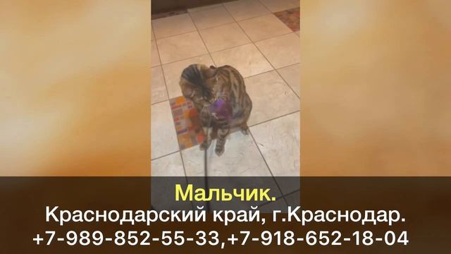 Пропал кот! Мальчик. Краснодарский край, г.Краснодар, Ц