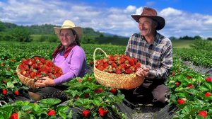 Домашнее клубничное варенье из свежесобранных ягод