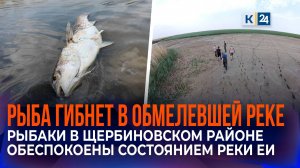 Обмелением Еи и гибелью рыб обеспокоены жители Щербиновского района
