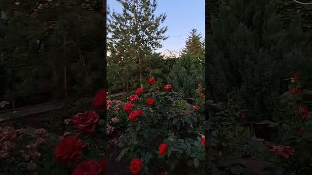 8511835.2 смотреть онлайн