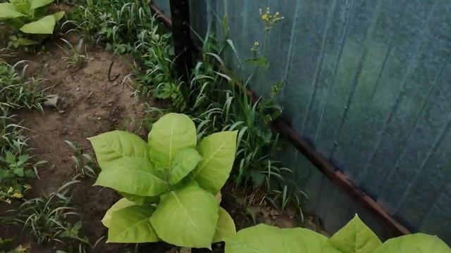 Табак 7 июля 2024г. смотреть онлайн