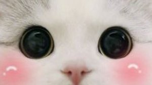 мемы про котов