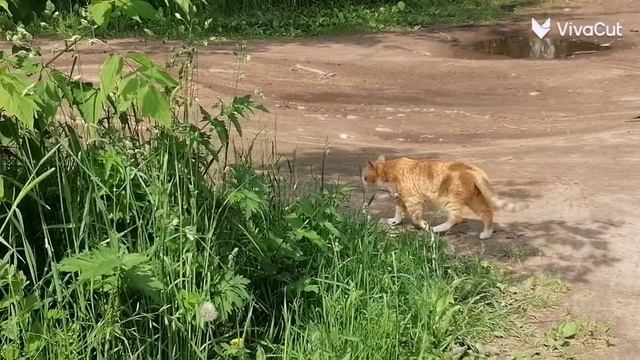 Лето в КСК Идель.mp4