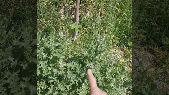 Так растут растения вдоль завода в Узбекистане смотреть онлайн