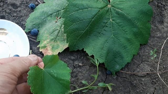 Помогите определить, что это за сорт технического вин?