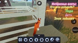 Коты воители Roblox: история моего перса