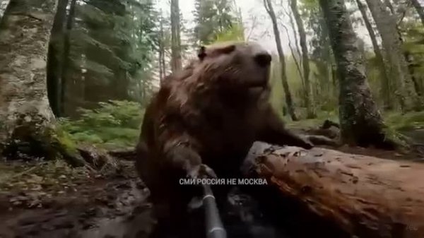 Бобер kurwa блогер. Жизнь бобров. Нейросеть)