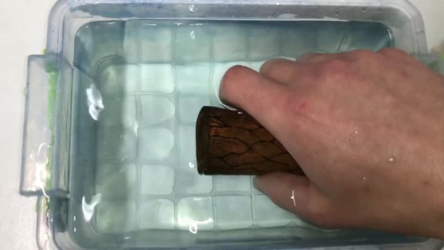 Секрет разведения и выращивания анциструса. Как нерес смотреть онлайн