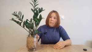 МОЖНО ли ВОССТАНОВИТЬ СМОРЩЕННЫЙ рахис у замиокулька?