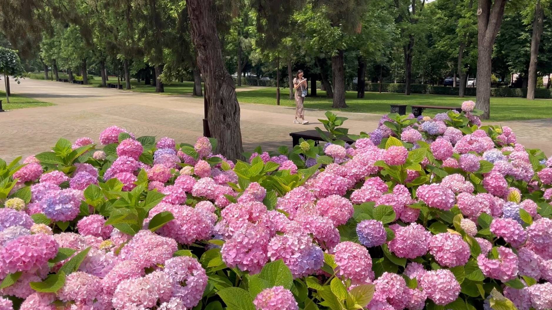 ☀️Краснодар июнь 2025 Александровский Бульвар. смотреть онлайн