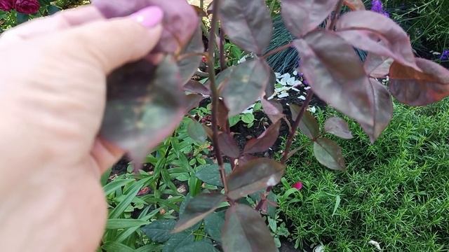 Динская 11.06.25. Розы после дождя. смотреть онлайн