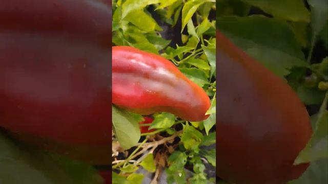 Собираем остатки сладкого перца.На даче под Минском.26.