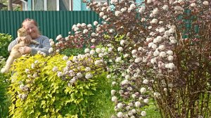 Цветёт пузыреплодник калинолистный Диабло