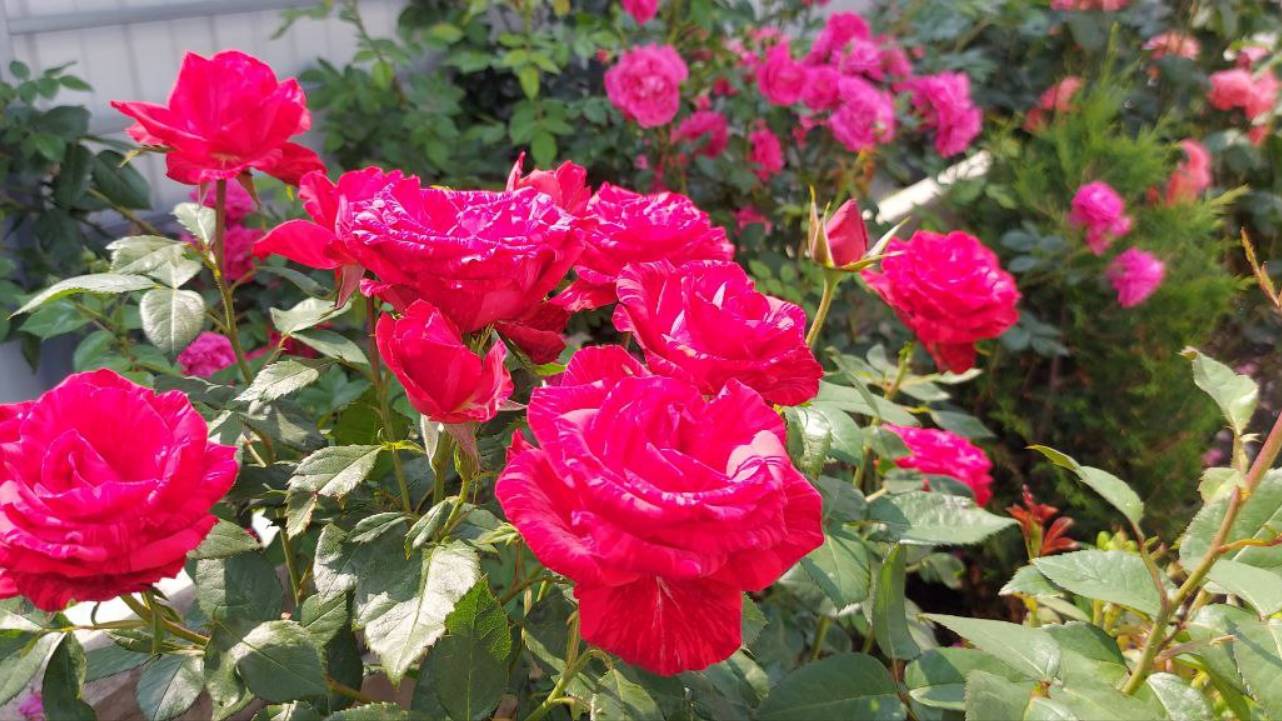 Розы нашего участка. ч 2 смотреть онлайн