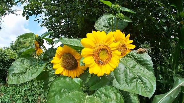 На маленьком клочке земли должны быть разные посадки