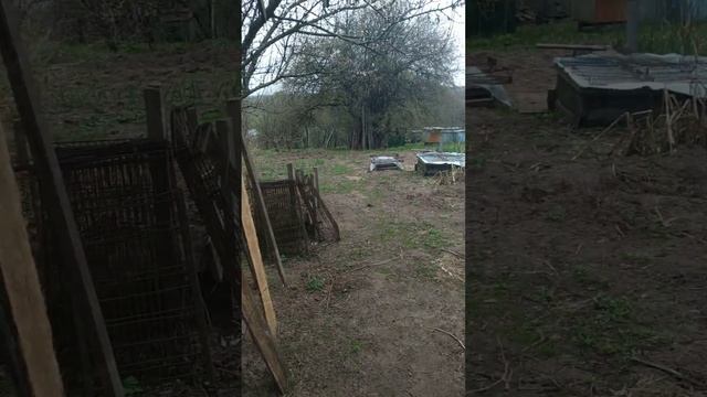 зацветает абрикос смотреть онлайн