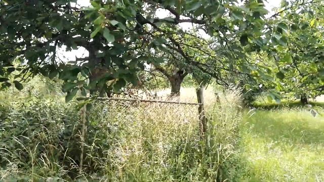 Вишневый сад