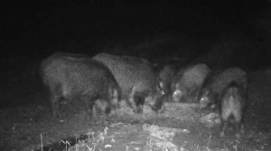 Кабанья семья на прогулке. Как живут дикие свиньи