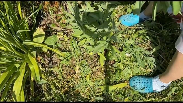 Собираю лаванду и шалфей/ Созрела красная смородина/