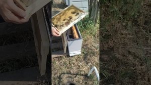 Отводки на одну рамку