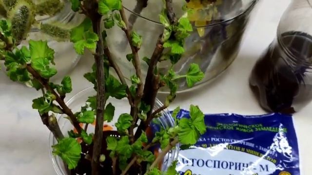 РАЗМНОЖИМ ЧЁРНУЮ СМОРОДИНУ ВЕТОЧКОЙ