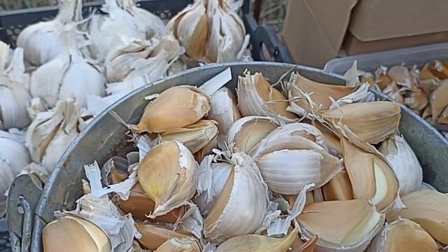 ВНИМАНИЕ!!! НАБОРЫ ЧЕСНОКА РОКАМБОЛЬ В НАЛИЧИИ // ВАЦАП