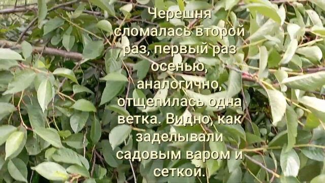 Июньский сад. После сильных дождей сломалась черешня.