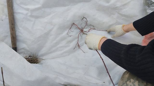 Как выглядит хорошый подвой пумиселект смотреть онлайн