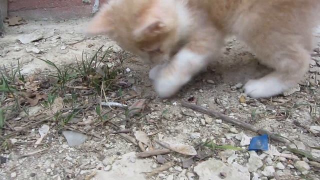 первый жук! Харьковская область, коты.  кошки. собаки.