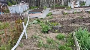 Моя заброшенная дача. Первая посадка. Сделала теплицу