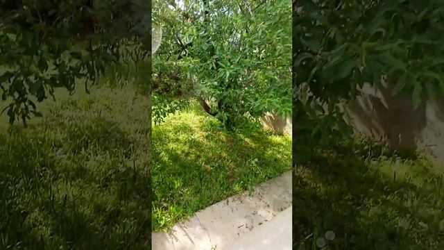 Өрүк Урюк Коро Горо  Зелёный  Абрикос  #🇰🇬 #жалалабад