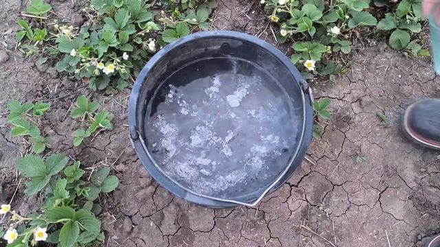 УКСУС + ЗОЛА и клубника будет  СЛАДКОЙ и КРУПНОЙ после ?