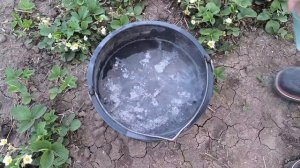 УКСУС + ЗОЛА и клубника будет  СЛАДКОЙ и КРУПНОЙ после ?