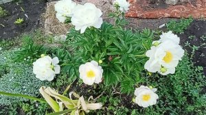 Нереально красивый пион-Мисс Америка.Первый год цветения.12.06.2025