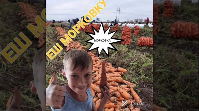 ПЕСНЯ ПРО МОРКОВКУ
