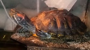 Красноухая черепаха  🐢 греется 12-06-2025