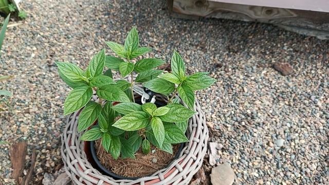 Ответ на комментарий, нормировка гортензий. Пионы скоро зацветут🌺 смотреть онлайн