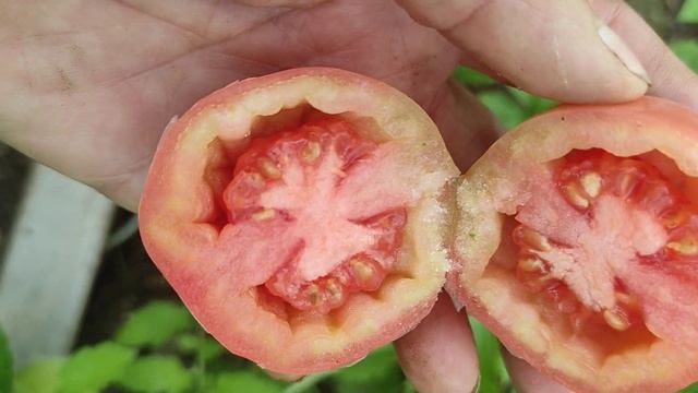 Помідори Петруша огородник і гібрид Тарасенка. #украї?