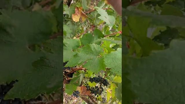 5.09.24 р.Київська обл.технічний Виноград Кабарне кароль смотреть онлайн