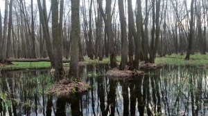 весенняя охота с подсадной на селезня с двустволками
