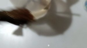 Мушмула японская размножение черенками