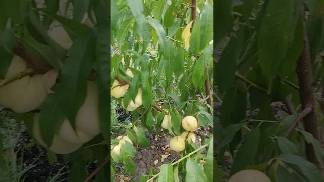 Персик Айс Піч. 31.07.24.