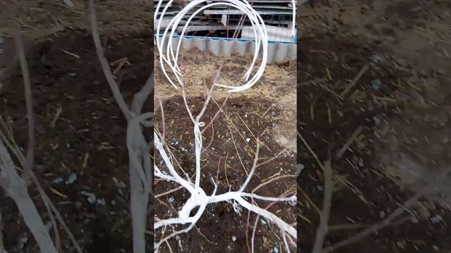 Персик ,, Кондор