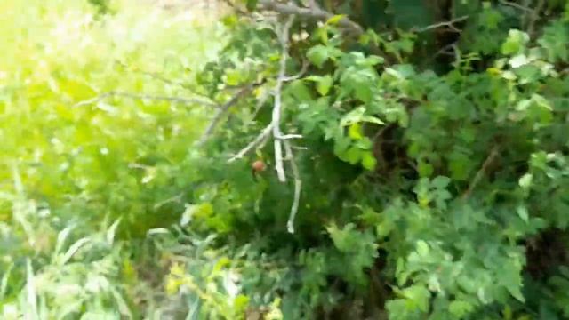 Аромат весны. Собираем весенние полевые цветы для чая.